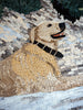 Unique Dog Mosaic for Home Decor